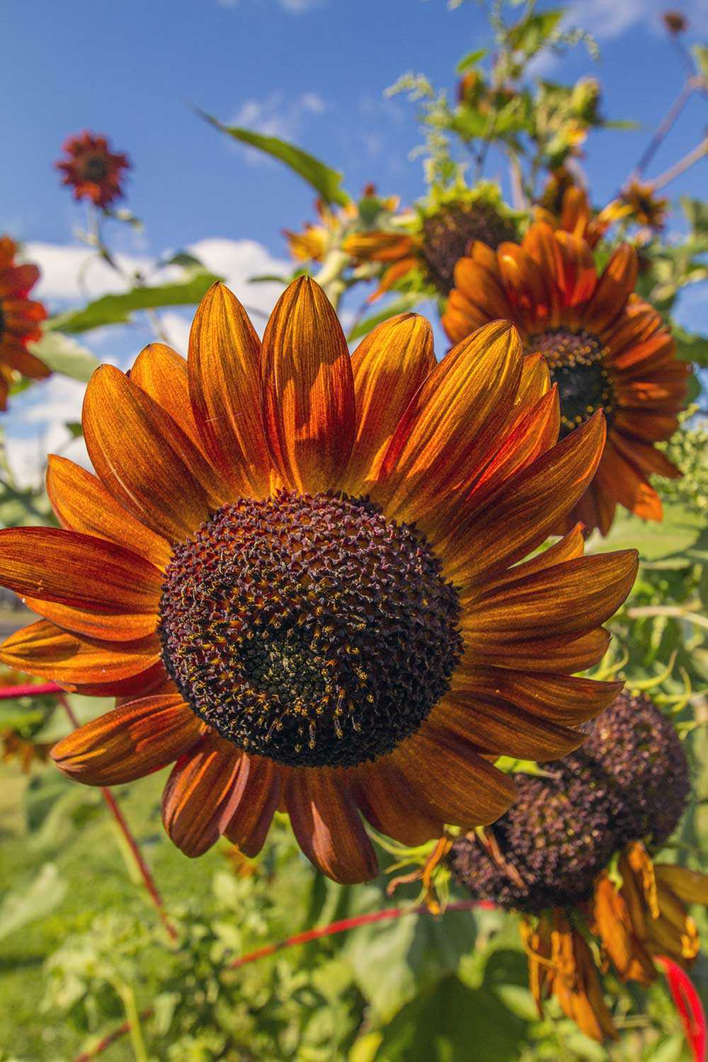 West Hill Park Community Gardens