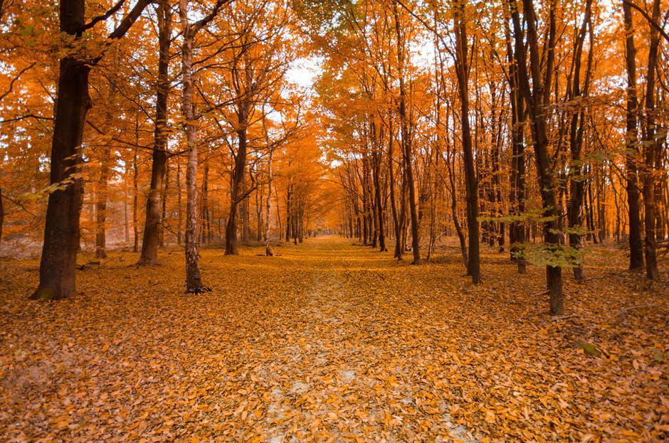 Green and Fall Colour Self-Guided Tour