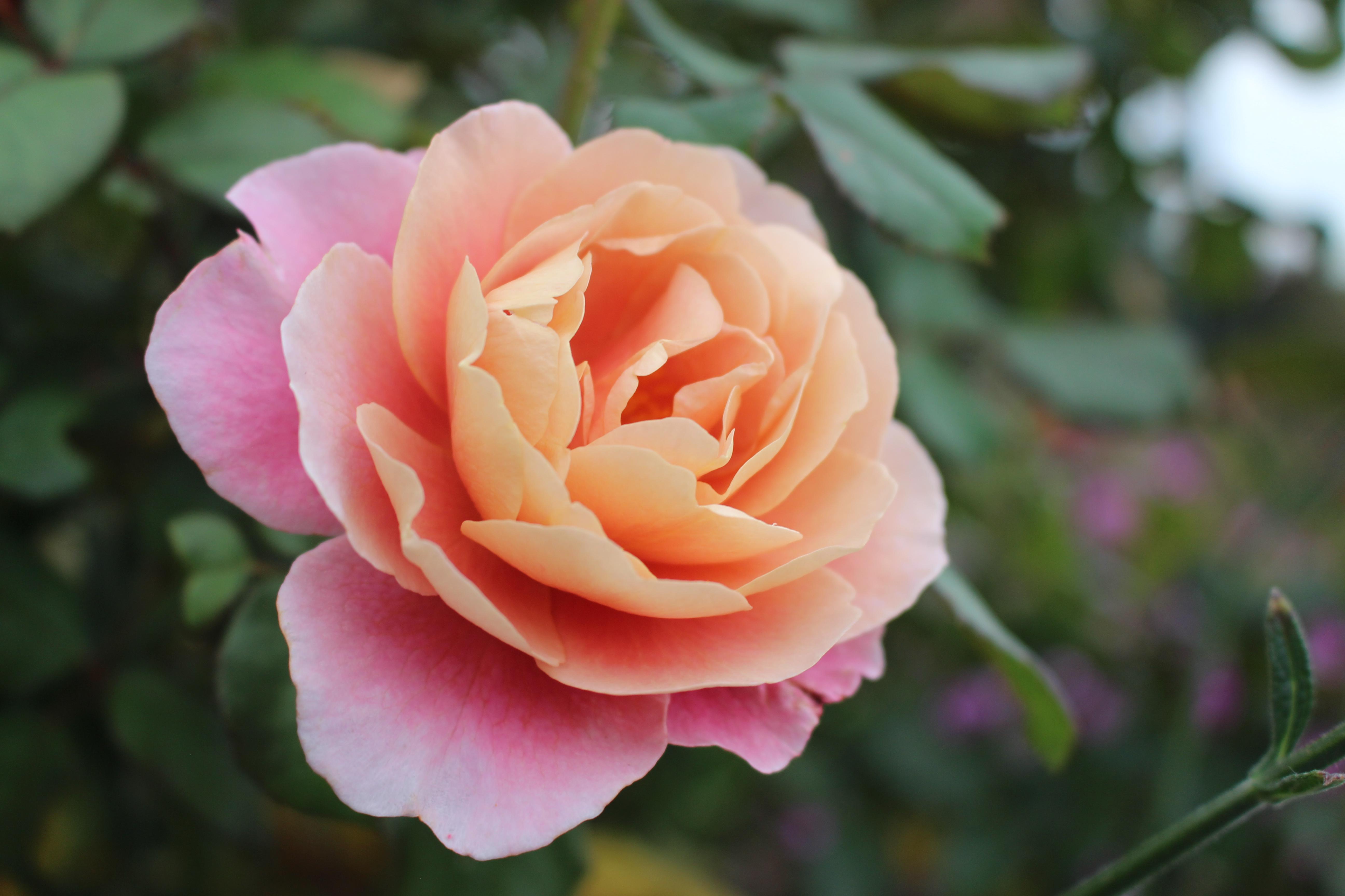Royal Botanical Gardens