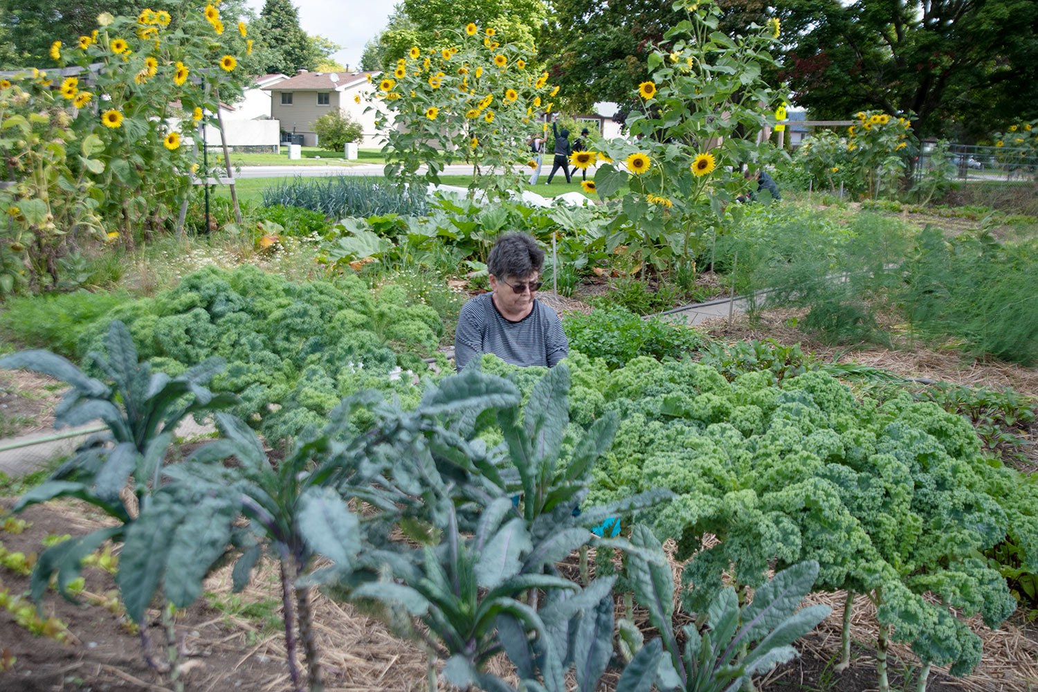 Doors Open Ontario - Loving Spoonful: Community Training Farm