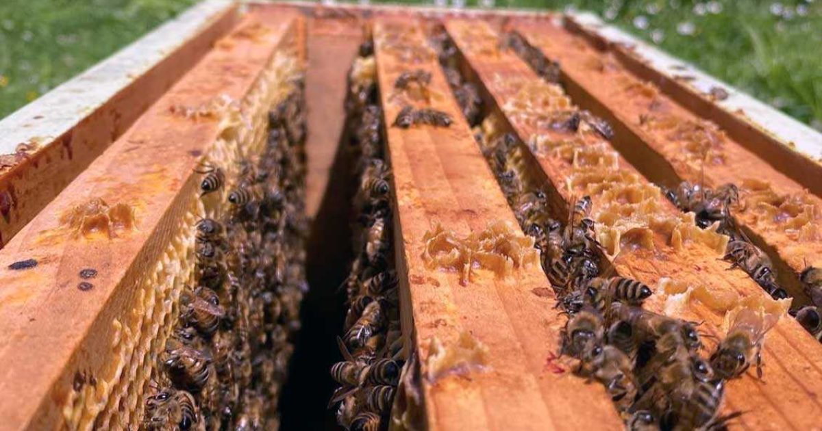 Doors Open Ontario Circling Hawk Honey & Mead