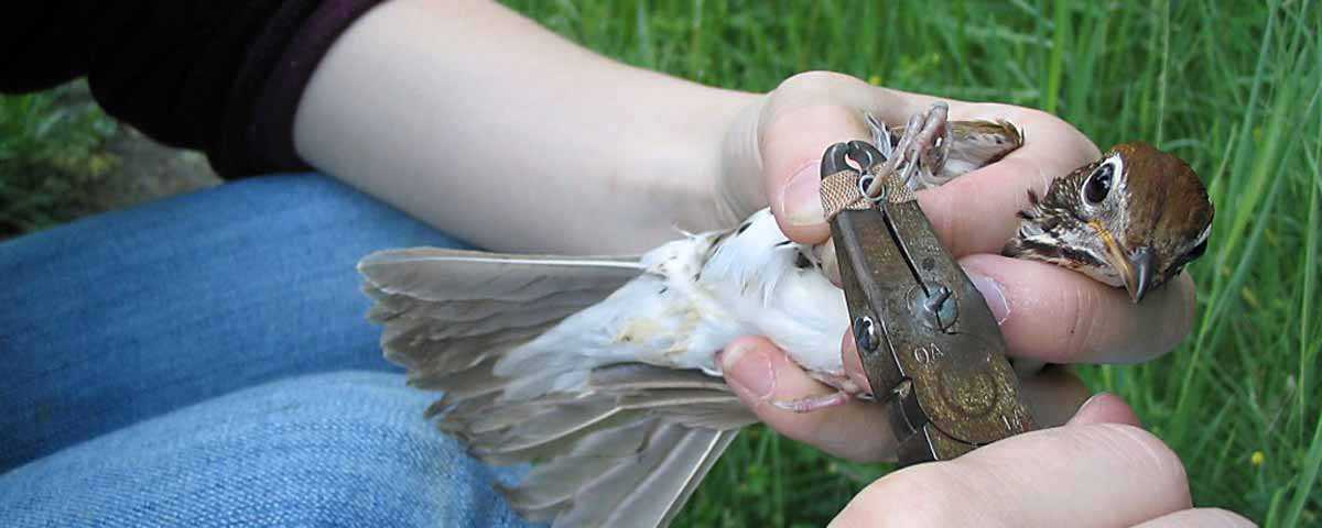 Surveillance des oiseaux au parc Tommy Thompson (flèche littorale de la rue Leslie)