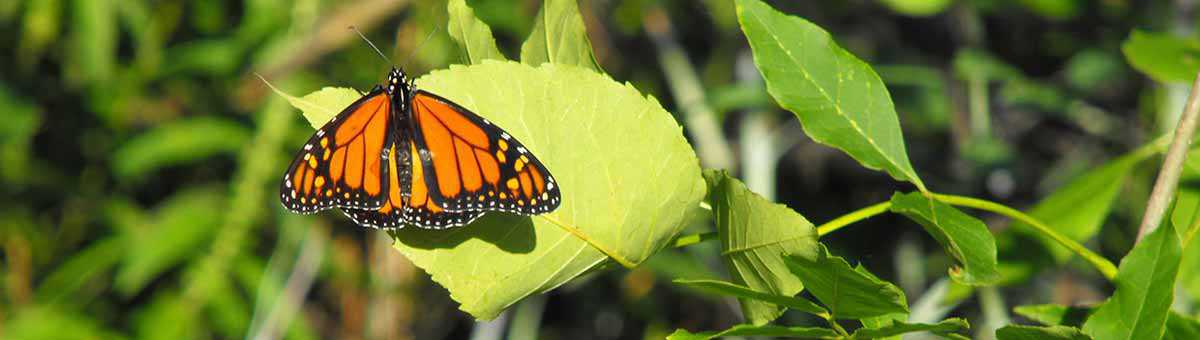 Un papillon monarque au parc Tommy Thompson (flèche littorale de la rue Leslie)