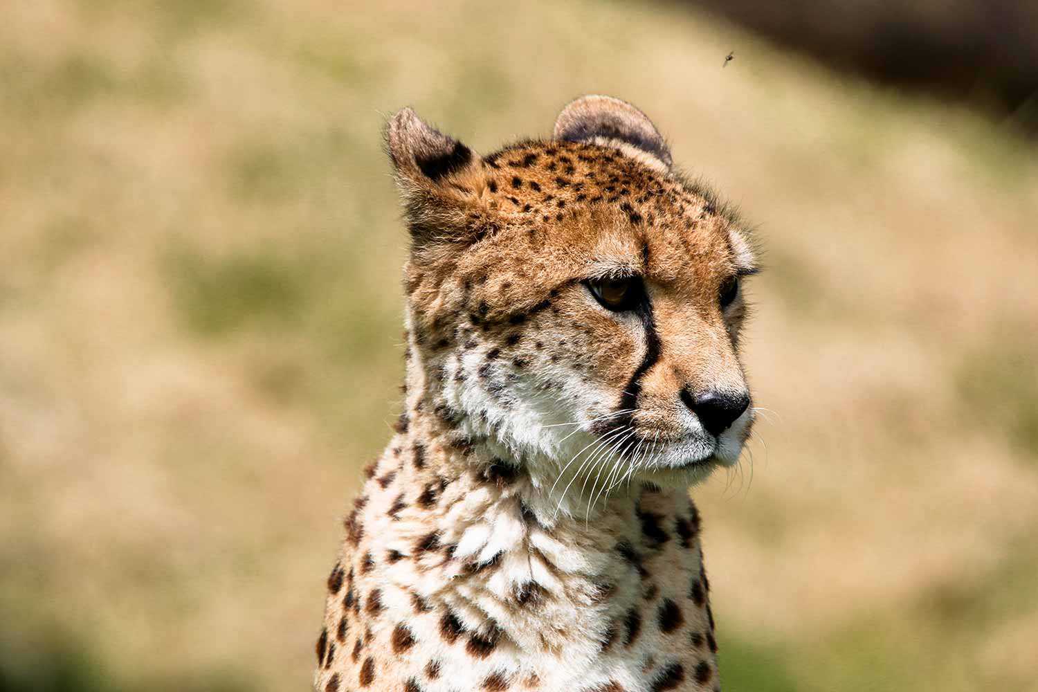 Cheetah at the Toronto Zoo