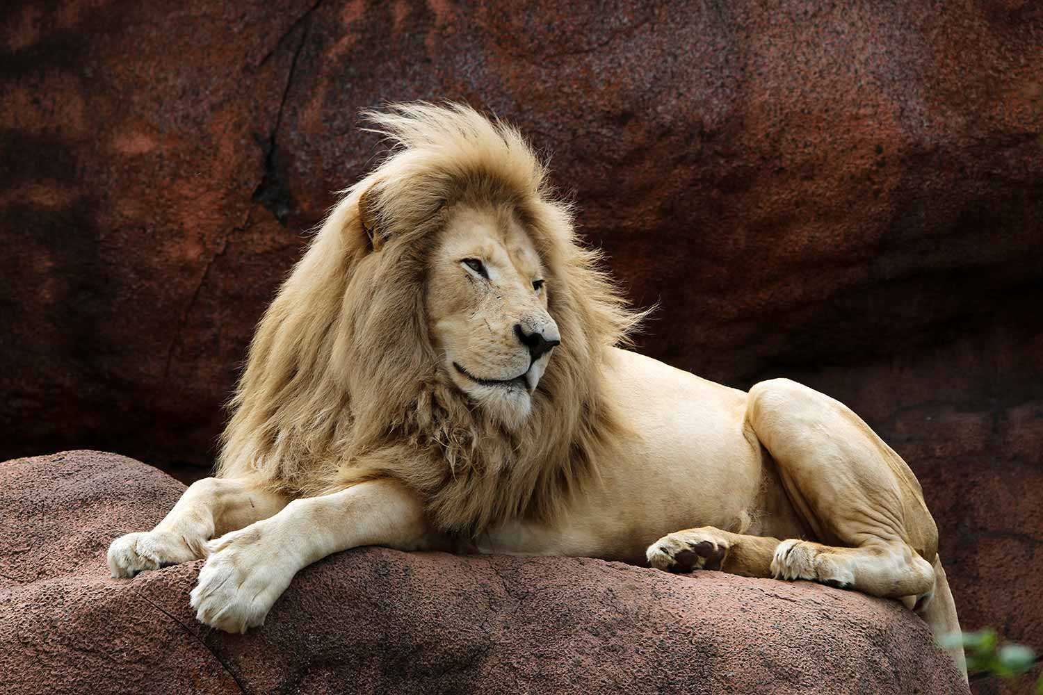 Lion au Zoo de Toronto