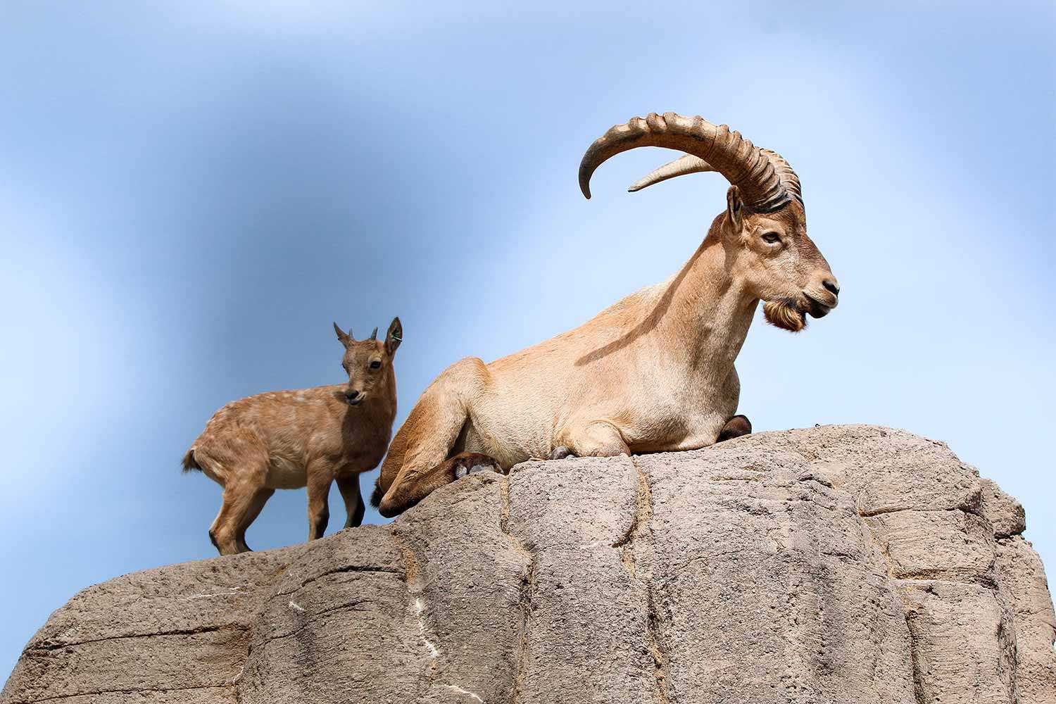 Chèvre de montagne au Zoo de Toronto