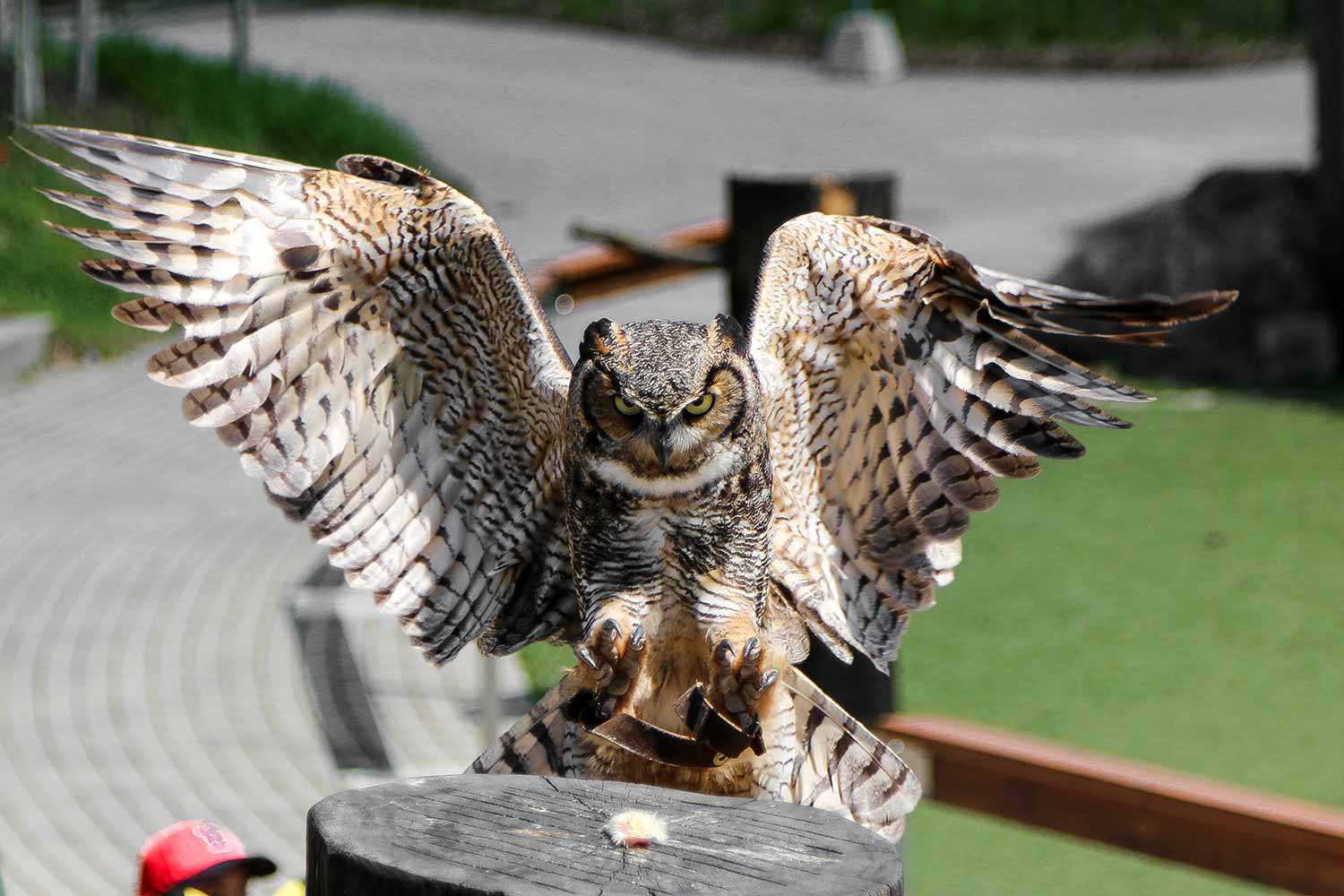 Owl at the Toronto Zoo