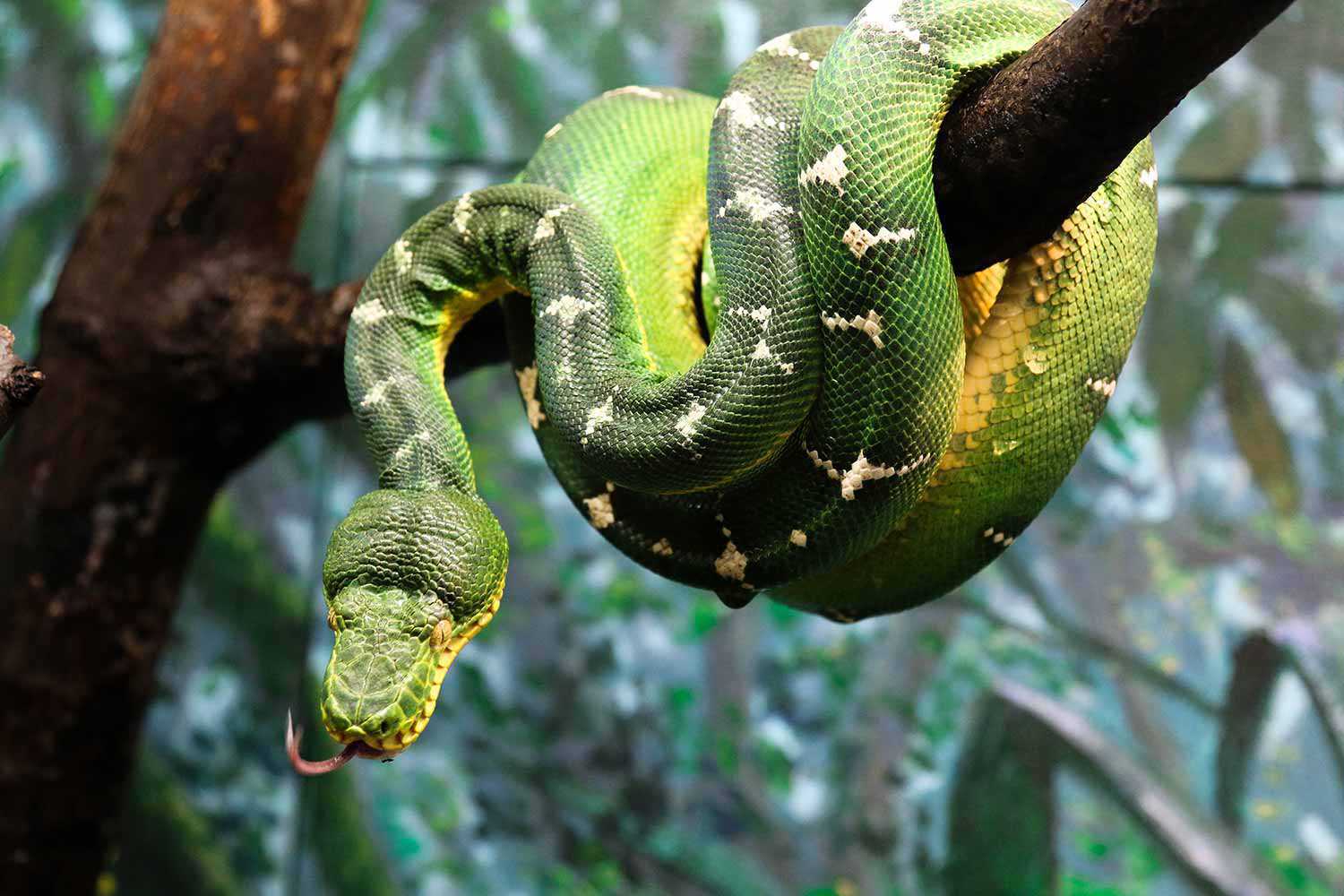 Serpent au Zoo de Toronto
